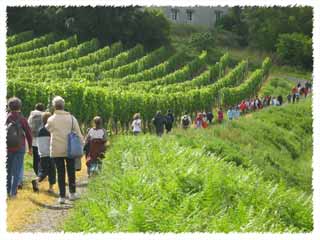 Les enfants du KT dans les vignes marchent vers la Vierge